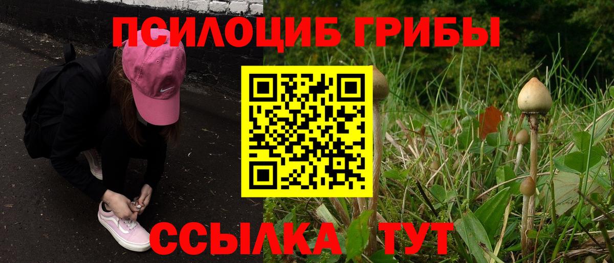 Галлюциногенные грибы Cubensis Россия